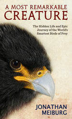 Book cover for A Most Remarkable Creature