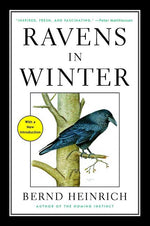 Book cover for Ravens in Winter