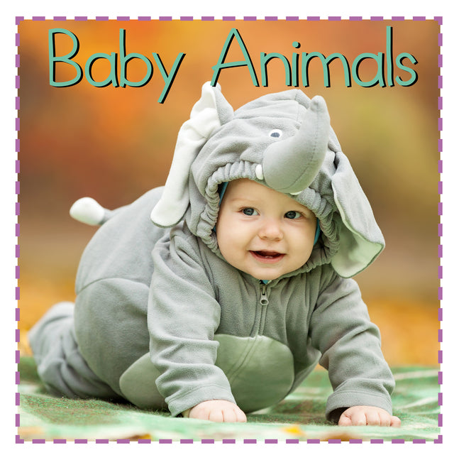 Book cover for Baby Animals