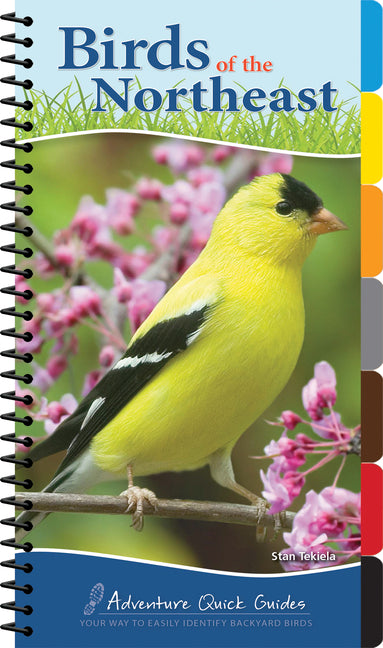 Book cover for Birds of the Northeast: Your Way to Easily Identify Backyard Birds