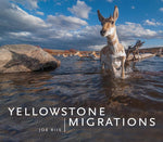 Book cover for Yellowstone Migrations