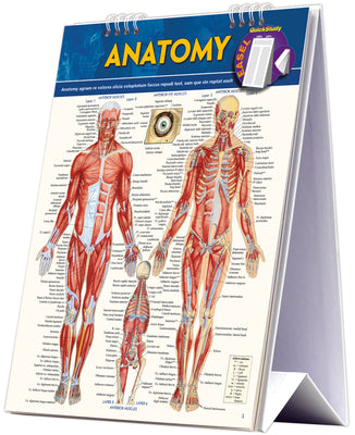Book cover for Anatomy Easel Book: A Quickstudy Reference Tool