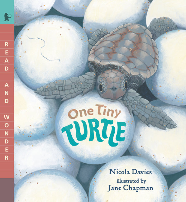Book cover for One Tiny Turtle: Read and Wonder
