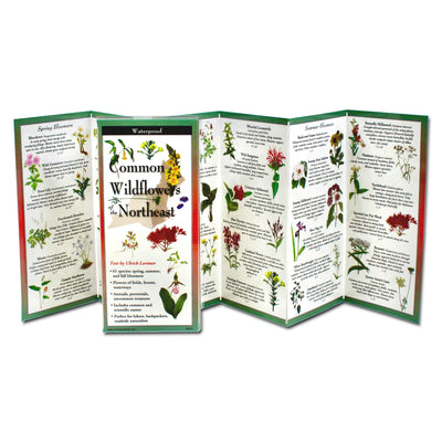 Book cover for Common Wildflowers of the Northeast