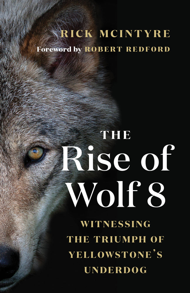 Book cover for The Rise of Wolf 8: Witnessing the Triumph of Yellowstone's Underdog